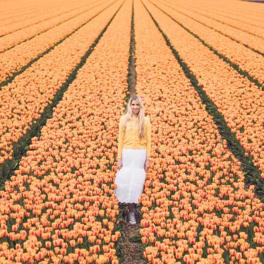 Tulpenfelder in Holland